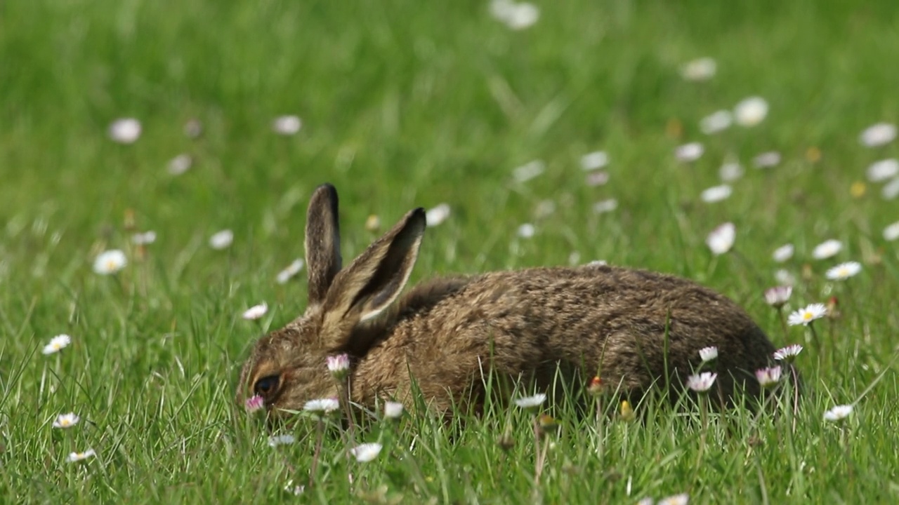 一只可爱的小棕兔，Lepus europaeus，春天在长满雏菊的草地上进食。视频素材