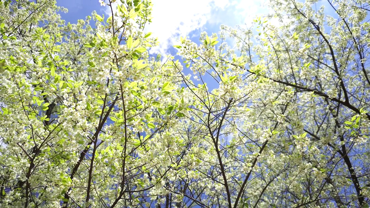 田野上的花在阳光和风的绿色背景上夏天春天开花。绿油油的花丛盛开在花园的草地上。视频素材