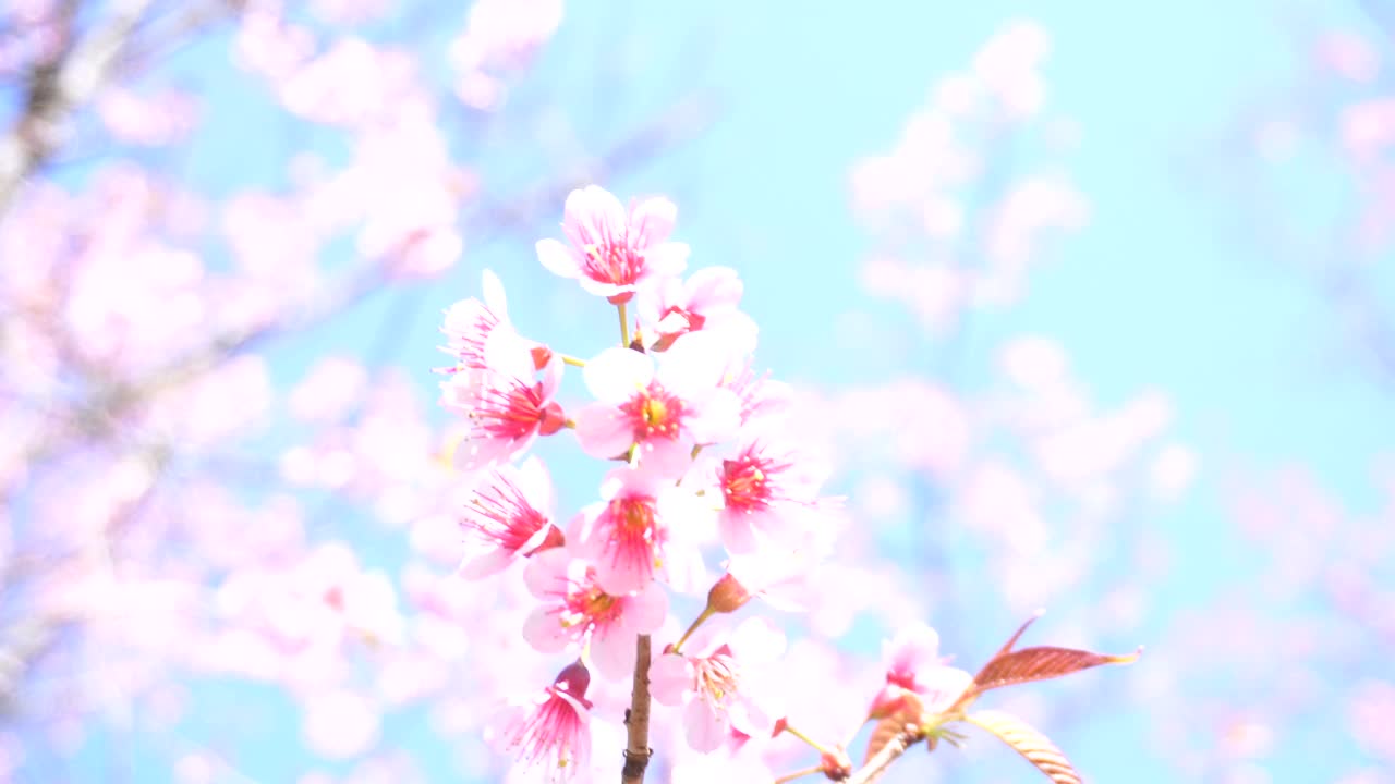 田野上的花在阳光和风的绿色背景上夏天春天开花。绿油油的花丛盛开在花园的草地上。视频素材