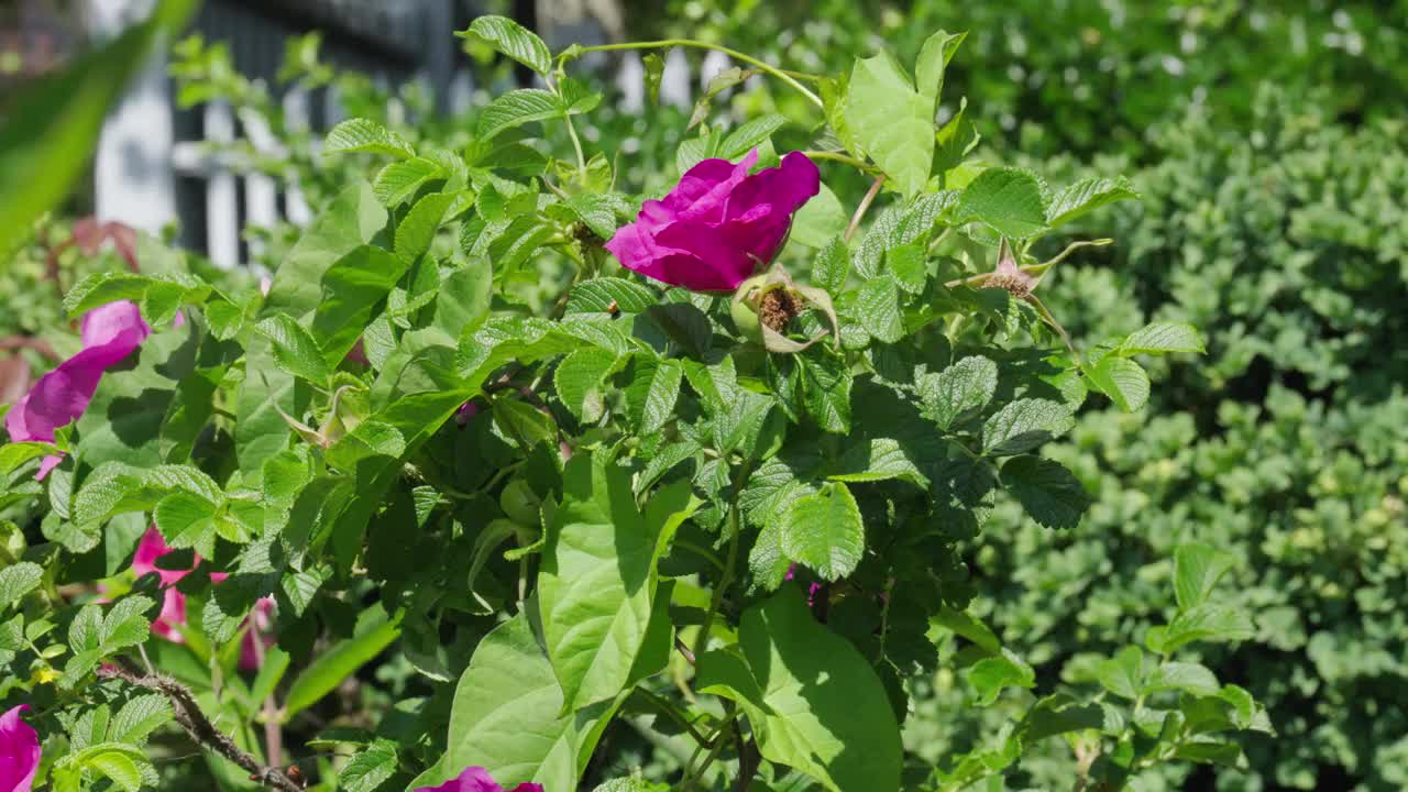 大黄蜂飞进飞出一朵鲜艳的粉红色野花视频素材