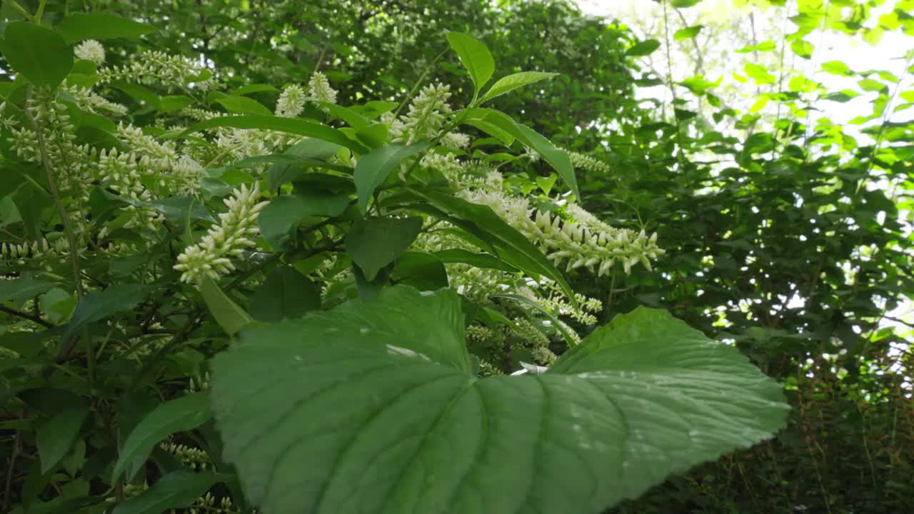 带刺的白色小杂草花生长在荒野中真正的大绿叶周围视频下载