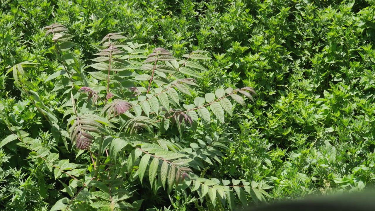 风吹过花园公园里杂草丛生的草地视频下载