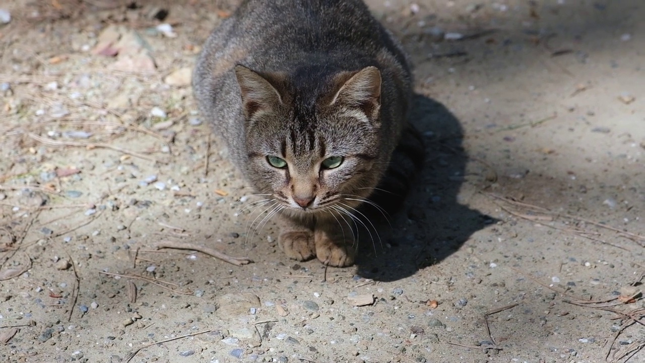 绿眼睛的灰猫俯视图视频下载