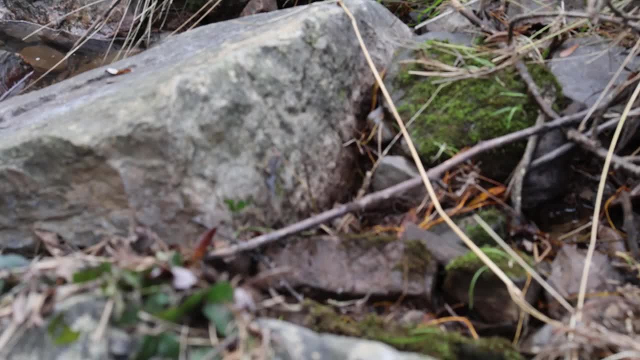 白天里，冒着泡沫的河水沿着树木旁边的大岩石流下来视频素材