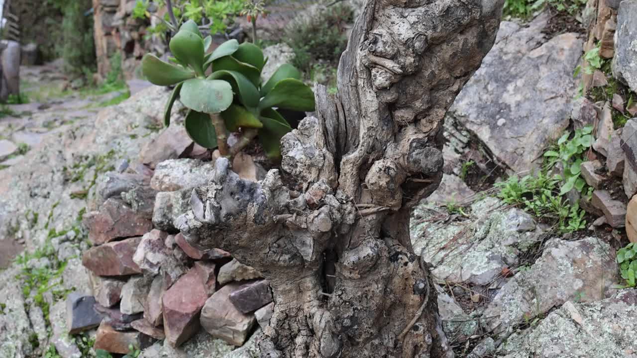 白天里，冒着泡沫的河水沿着树木旁边的大岩石流下来视频素材