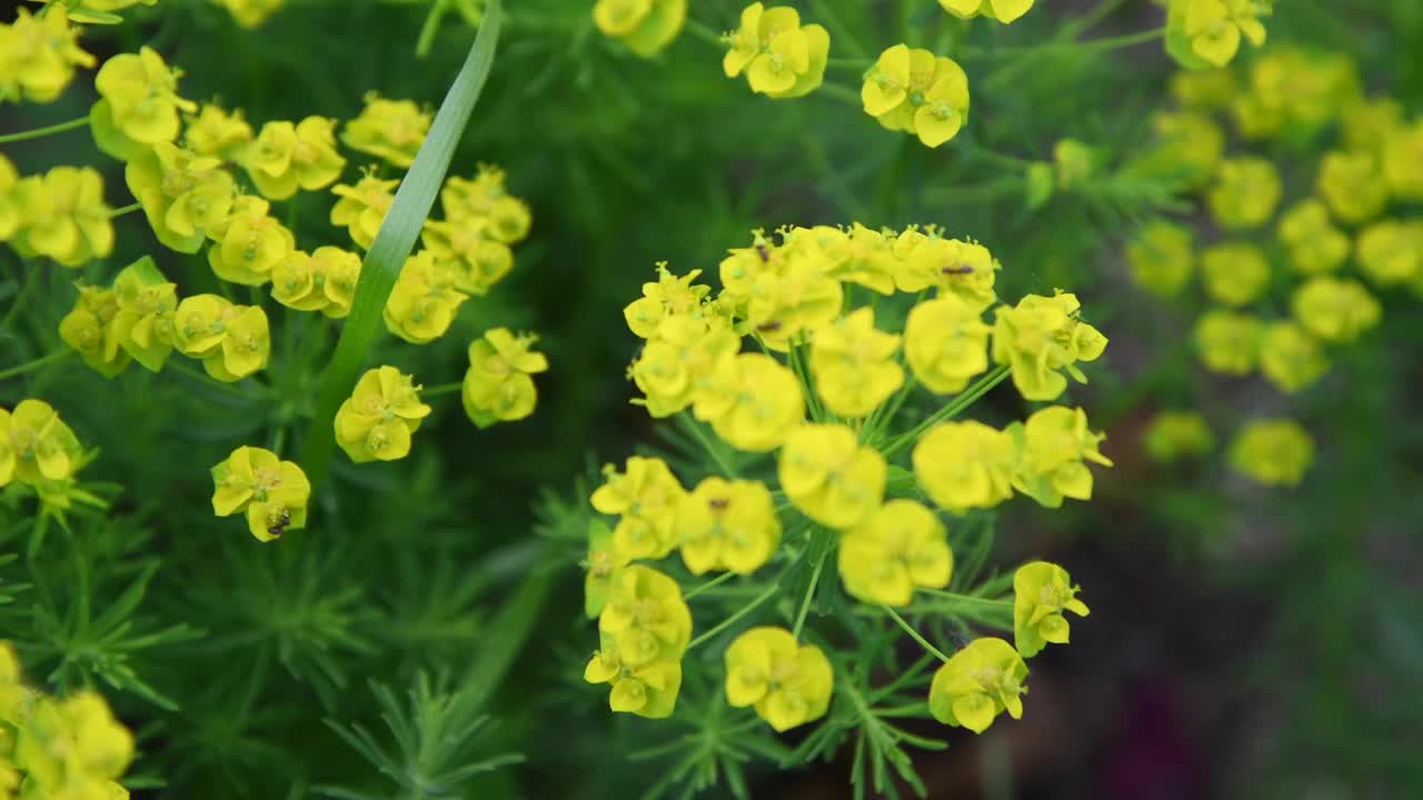 绿柏树开花视频素材