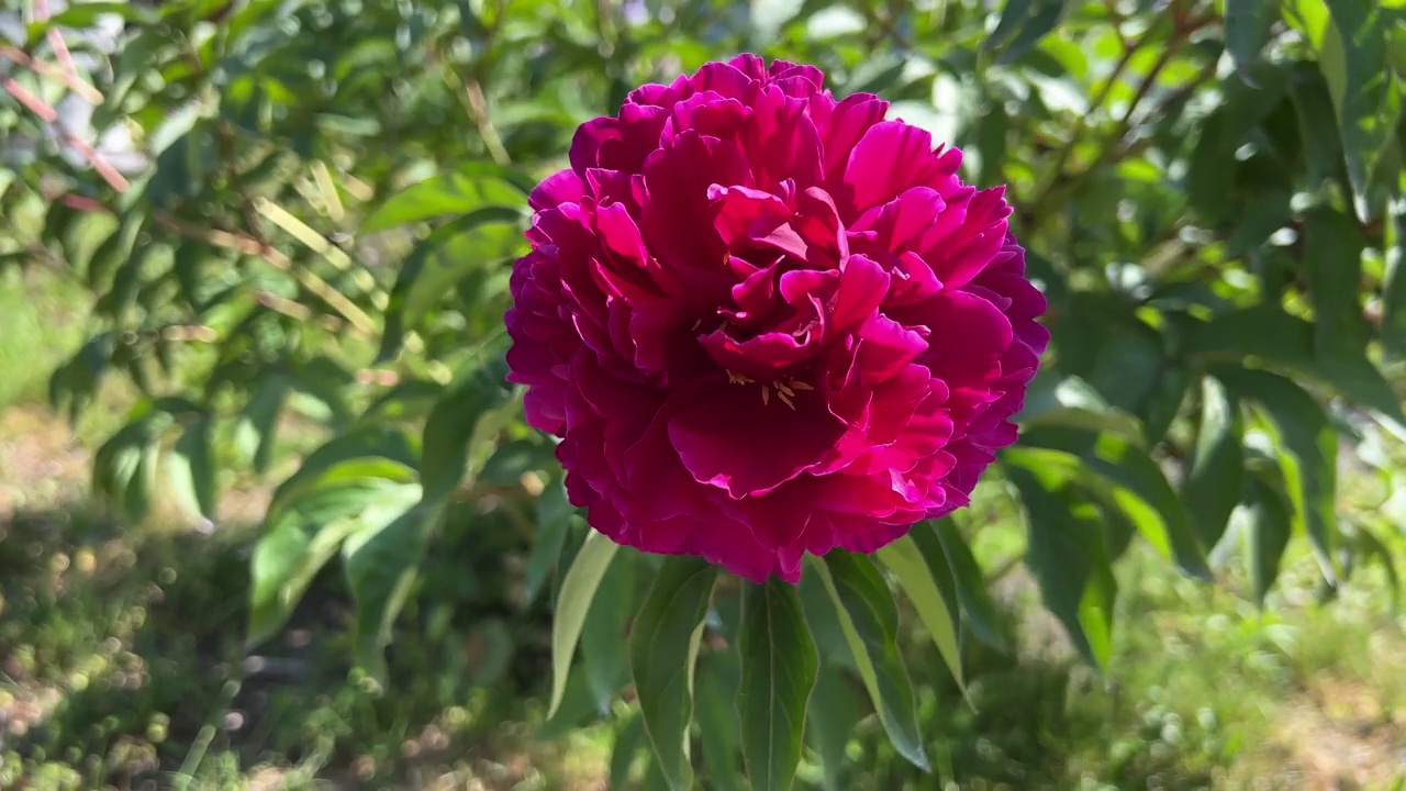 牡丹在花园里开着鲜艳的粉红色花。视频素材