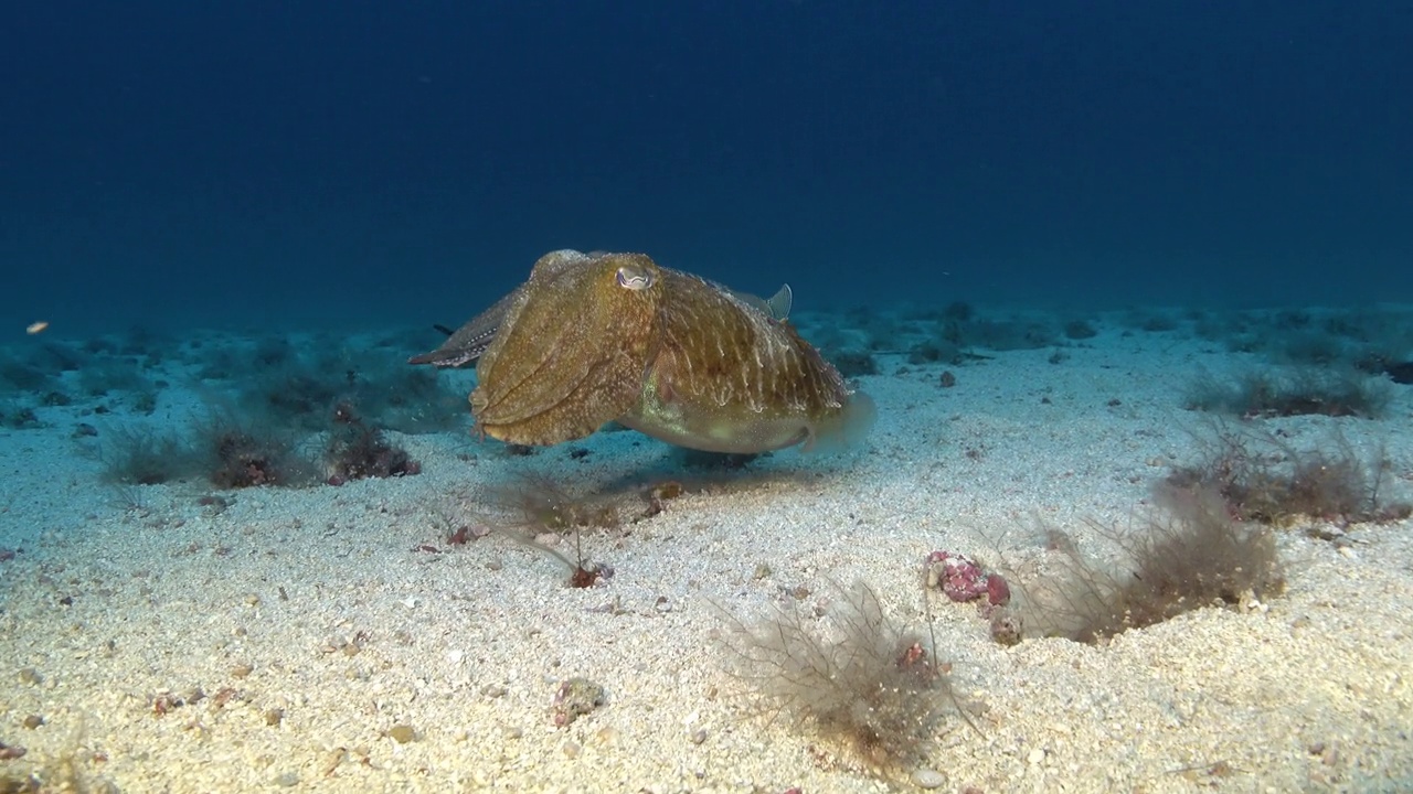 深海生物——海底沙上的两只墨鱼视频素材