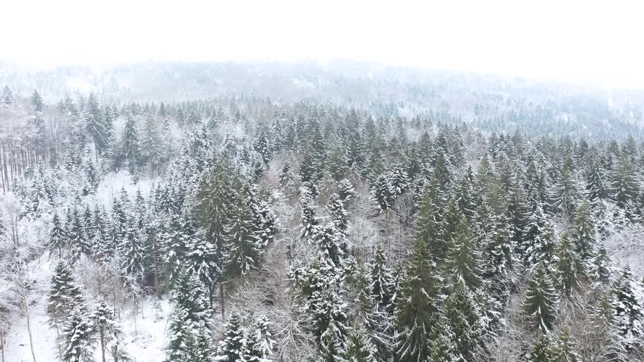 在下雪的时候飞在白雪皑皑的森林上空。鸟瞰图。视频素材