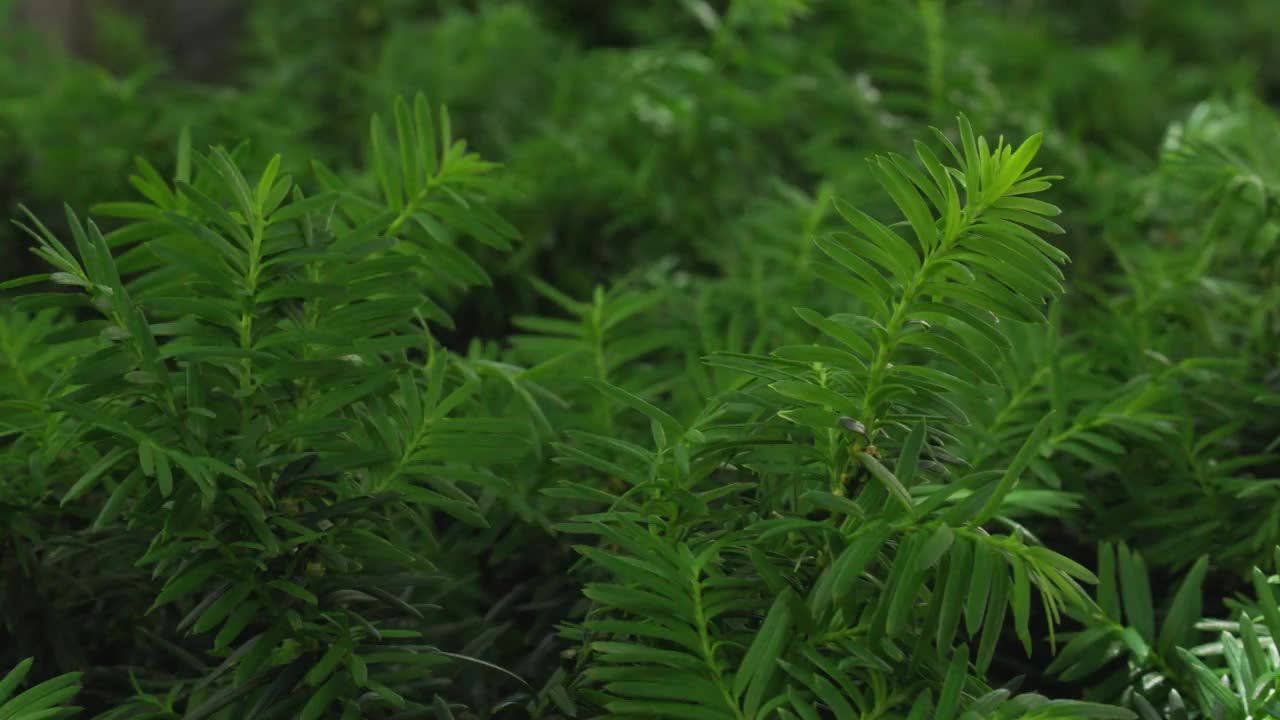 年轻的绿色松枝与充满活力的翡翠铁杉针在风中飘扬视频下载