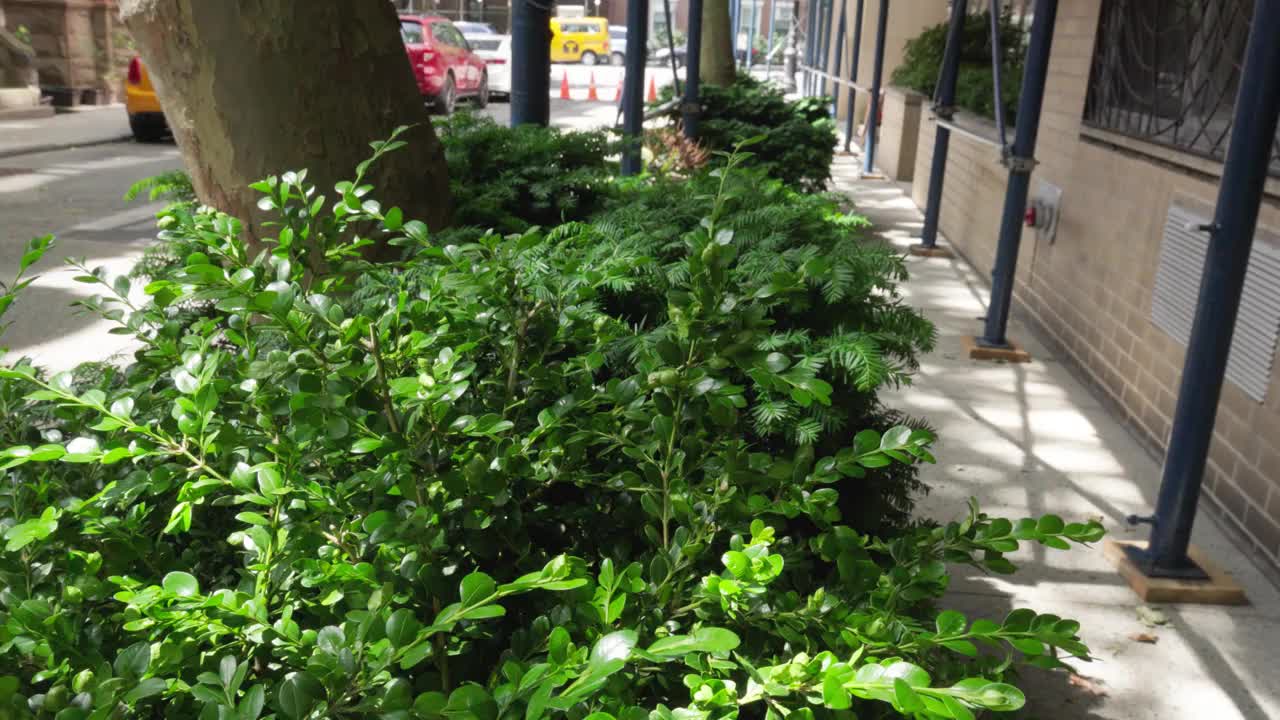 明亮的绿色灌木从曼哈顿城市街道的路边花园中拔地而起视频下载