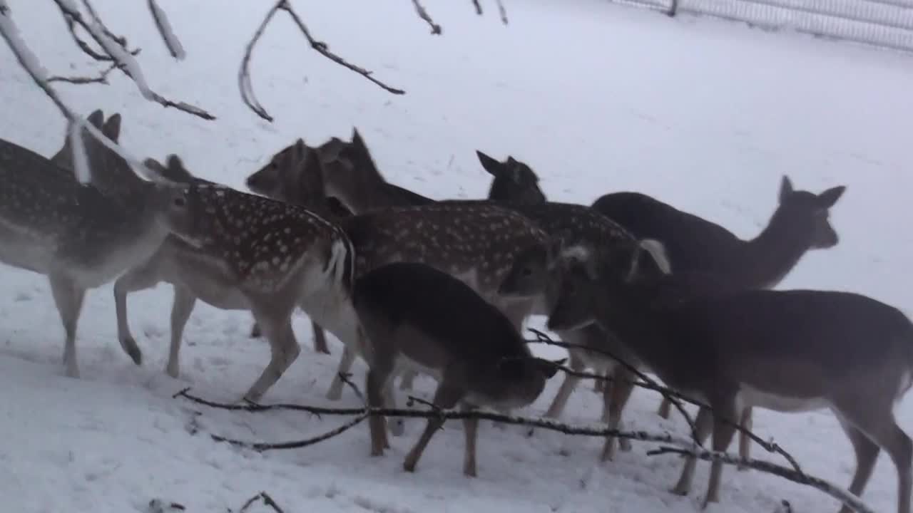 鹿母视频，雪，冬天，天气，海牙，荷兰，欧洲视频素材