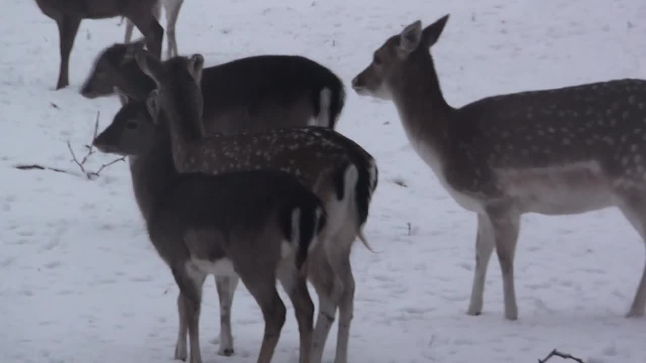 鹿视频，雪，冬天，天气，海牙，荷兰视频素材