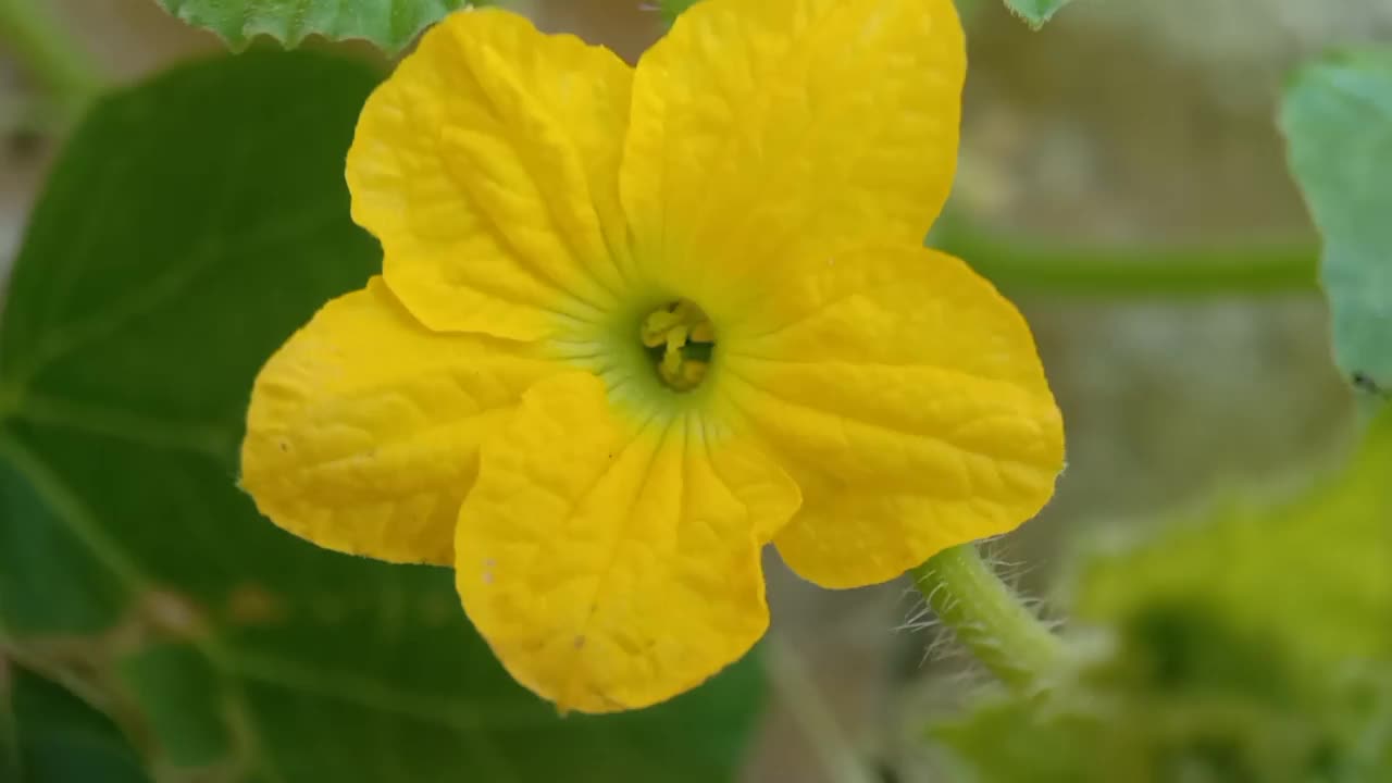 野生植物的黄色花瓣视频素材