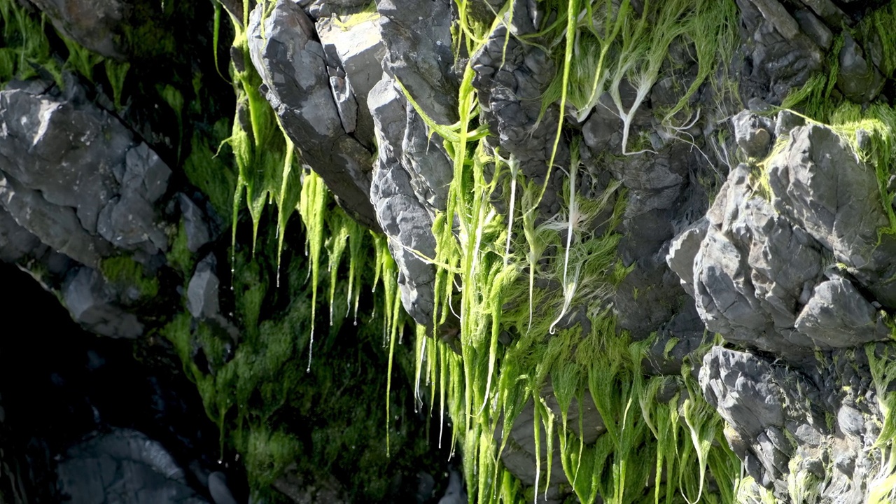 苔藓挂在岩石悬崖下近距离视频素材