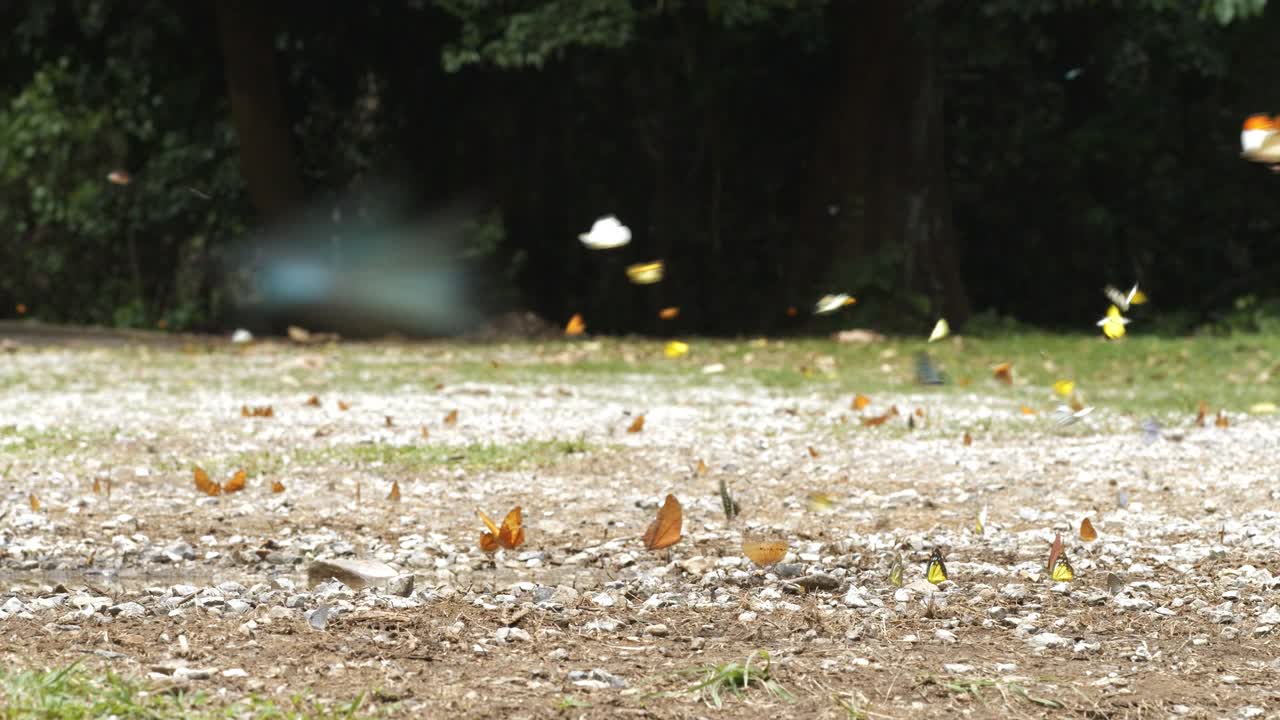 许多蝴蝶、蜜蜂和昆虫以热带雨林为背景，以地面上的矿物质为食。视频素材