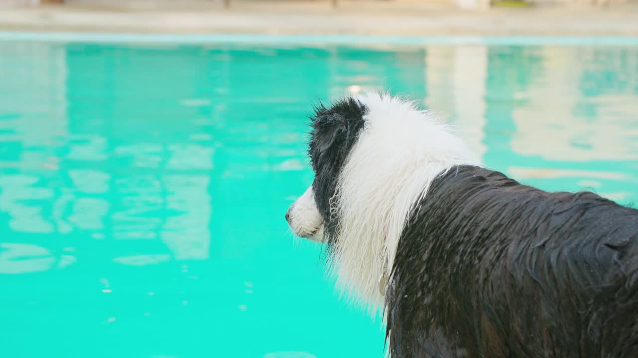 夏天，顽皮的边境牧羊犬在游泳池跳跃和玩追赶玩具。视频素材