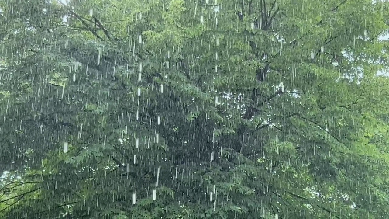 暴雨形式的强降水，天气状况恶化。雨中的森林。视频素材