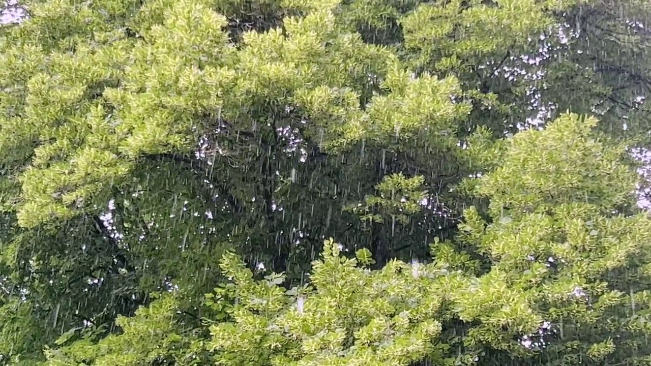 一棵大树的绿叶映衬着几滴夏雨。视频素材