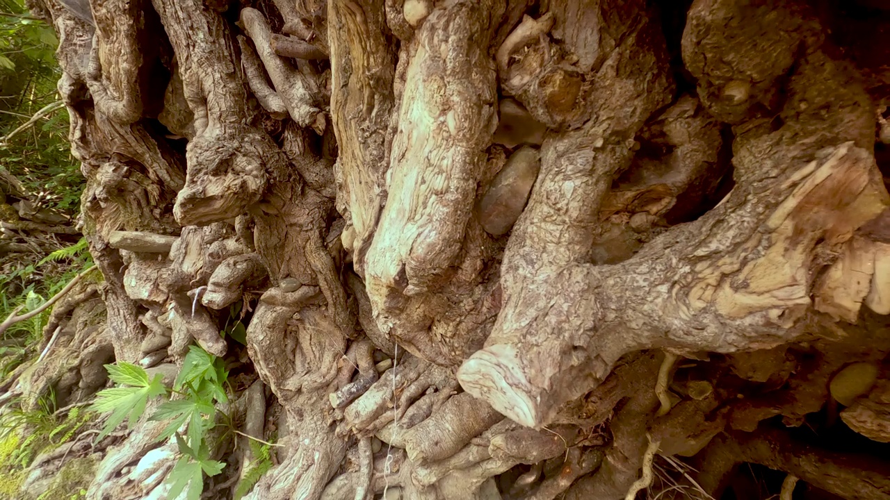 一棵老树的树干和根视频素材