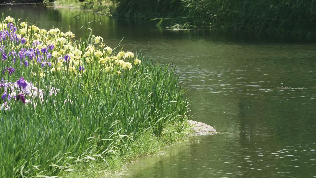 美丽的鸢尾花沿着河边在阳光明媚的夏日，宁静的森林公园景观，秘密花园，4k慢动作镜头。视频素材