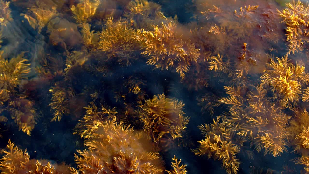 褐色的海草在水中盘旋。海藻是一种常见的水生植物。Zostera marina生长在河流，湖泊，海洋或海洋中。视频素材