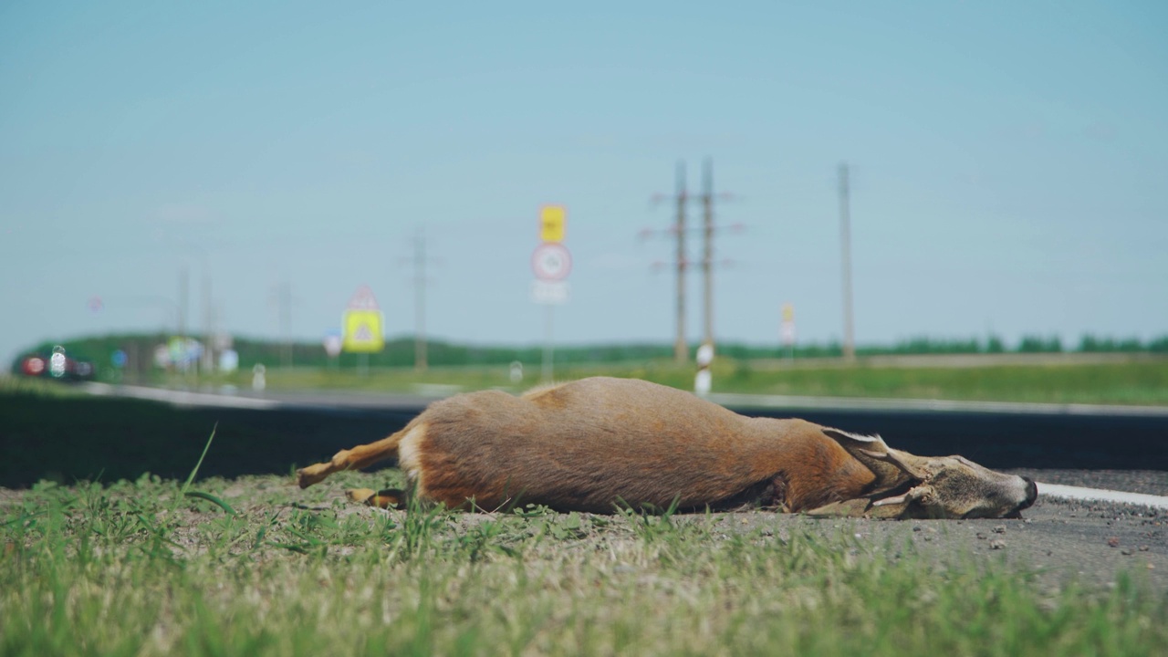 死鹿躺在路上。汽车在高速公路上撞了一头鹿。一场交通事故。视频素材