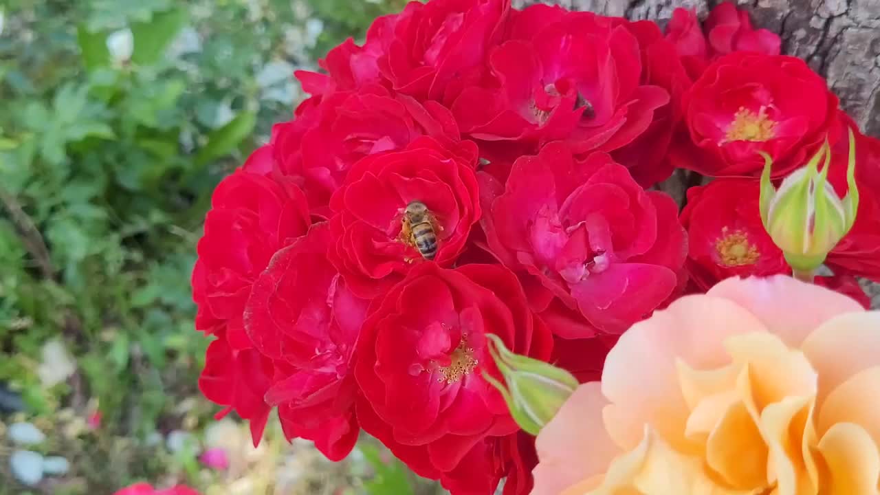 采集花蜜和花粉的蜜蜂视频素材