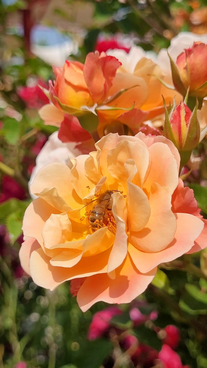 采集花蜜和花粉的蜜蜂视频素材