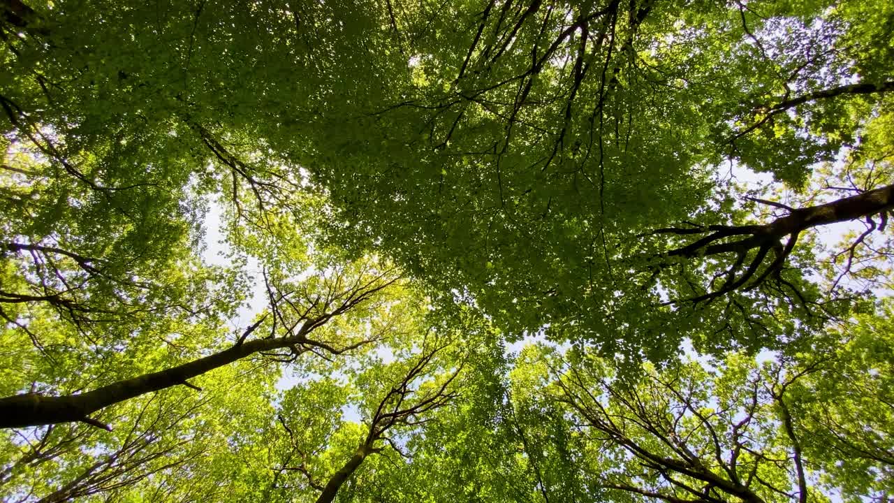 生机勃勃的绿色树冠在高高的森林阳光下旋转视频素材