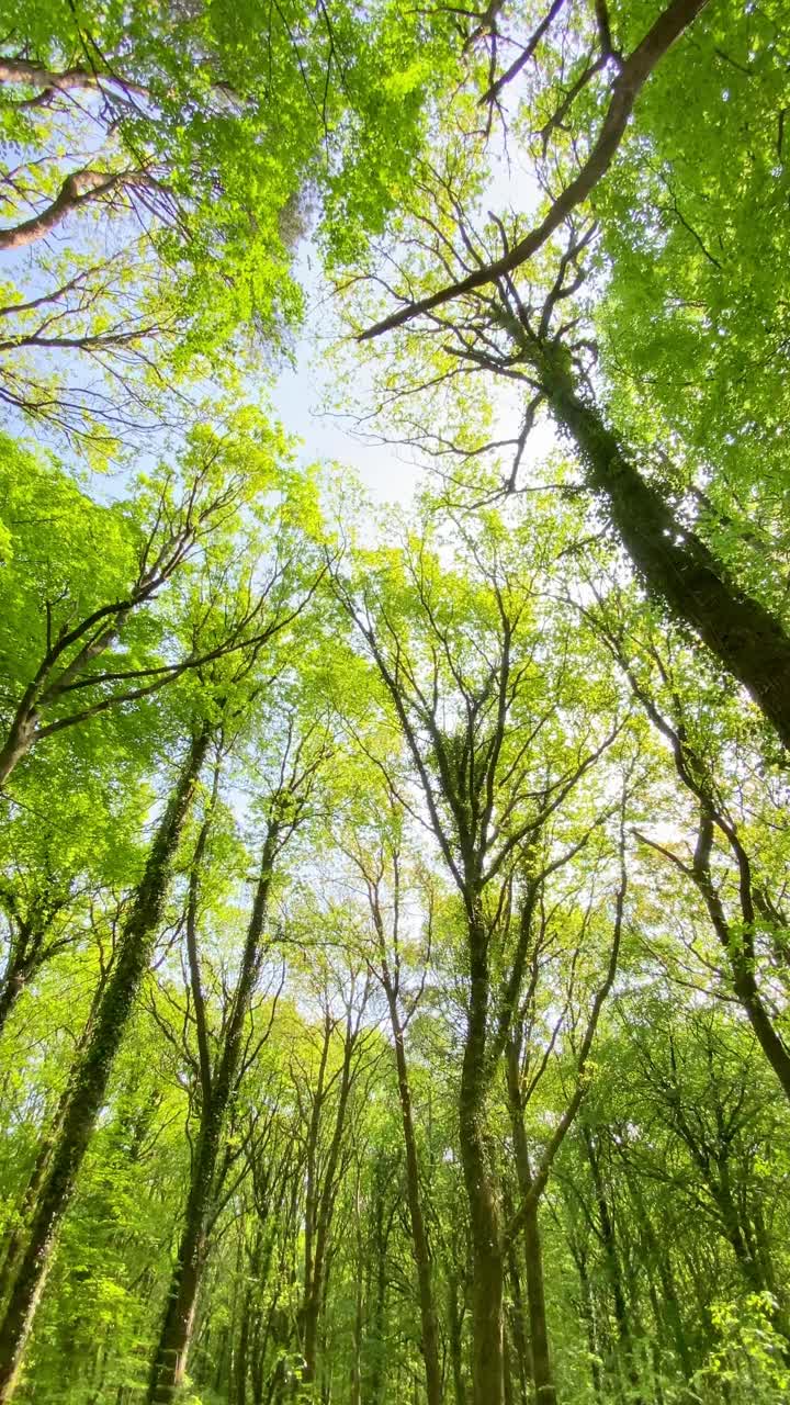 垂直视频跟踪小车通过充满活力的绿色林地新鲜森林视频素材