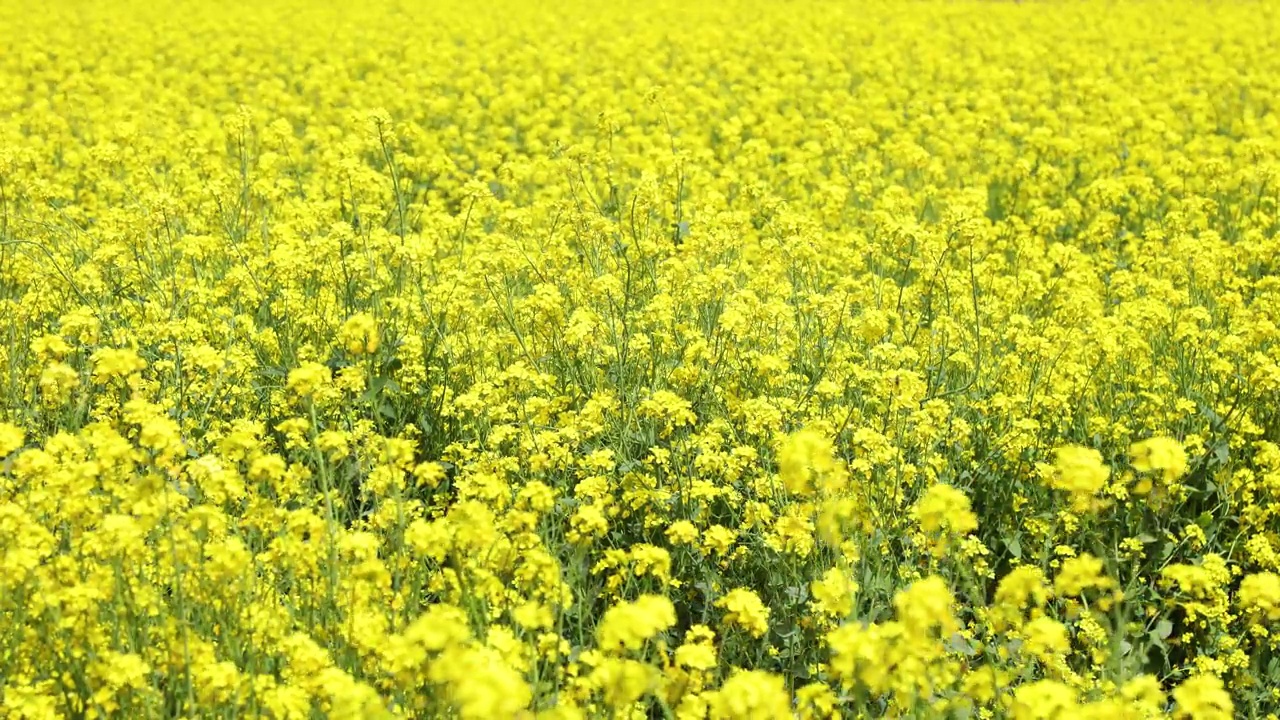 大片的油菜花田视频素材