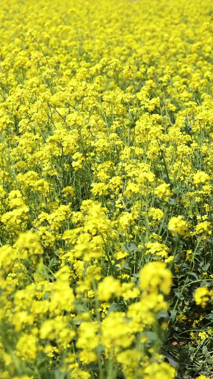 大片的油菜花田视频素材