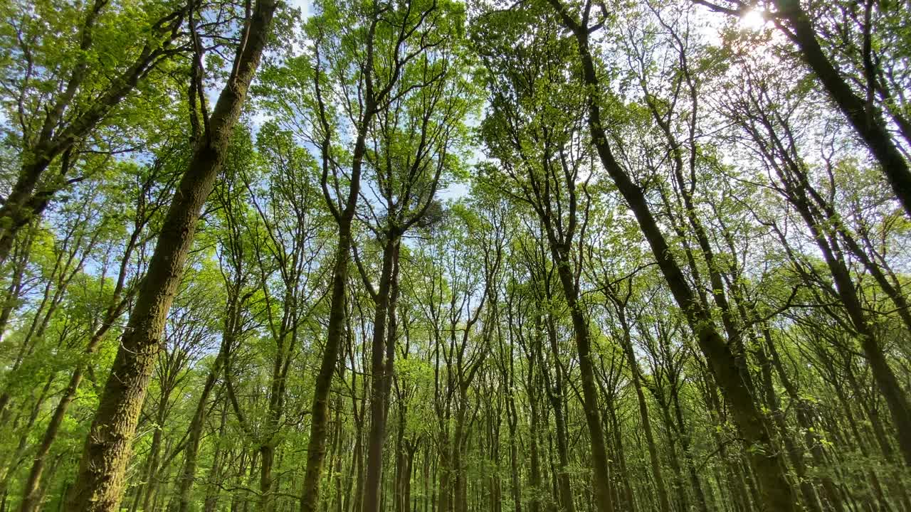 倾斜的平底锅穿过森林的树木，上面是充满活力的绿色树冠视频素材