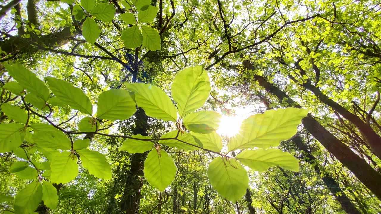 阳光透过清新的山毛榉树叶，在田园诗般的森林林间闪烁视频素材