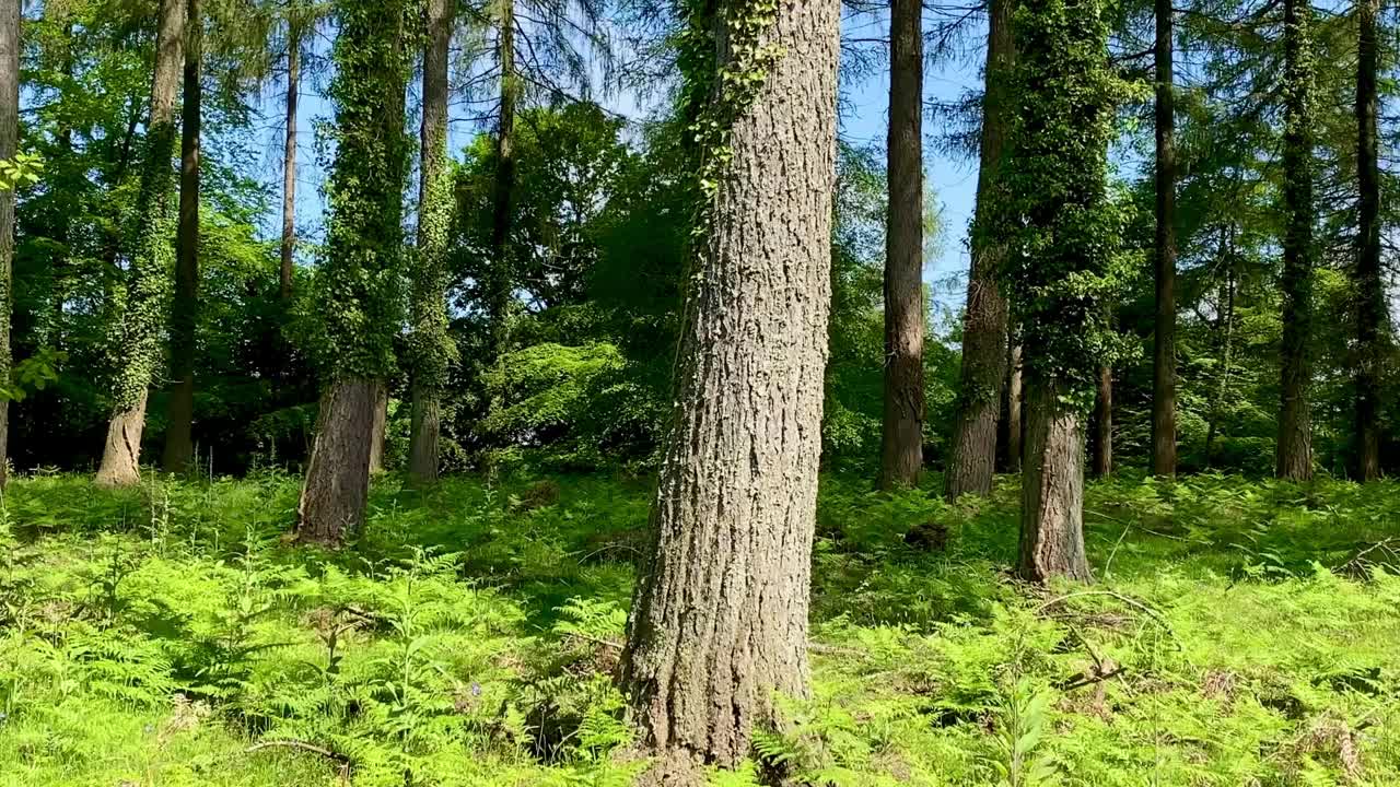 横着穿过绿色的蕨类植物清新的春天森林树叶视频素材