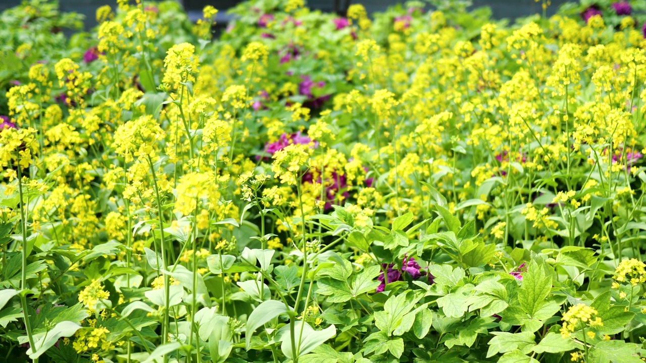 大片的油菜花田视频素材