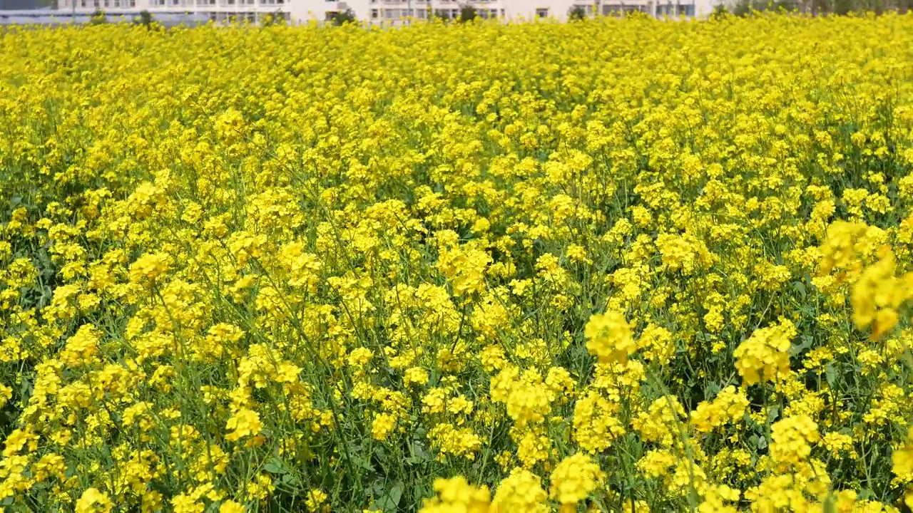 大片的油菜花田视频素材