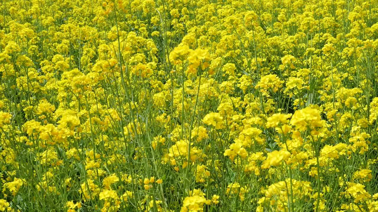 大片的油菜花田视频素材