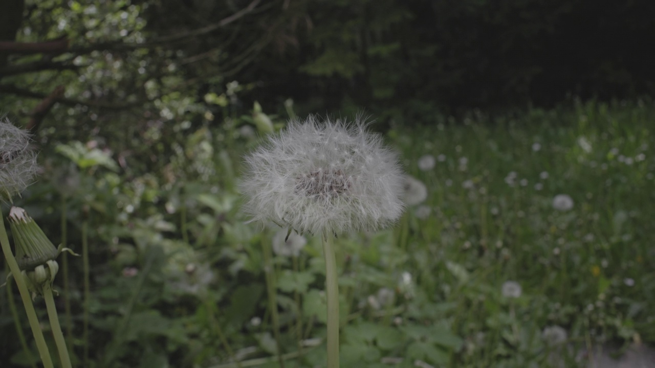 选择焦点的振动白蒲公英(Taraxacum)在花园里视频素材