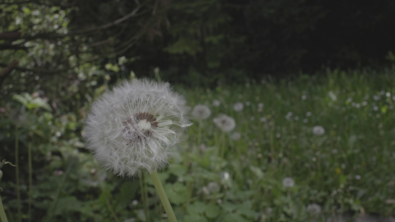 在公园的田野里，一只振动的白蒲公英(Taraxacum)的选择性聚焦视频素材