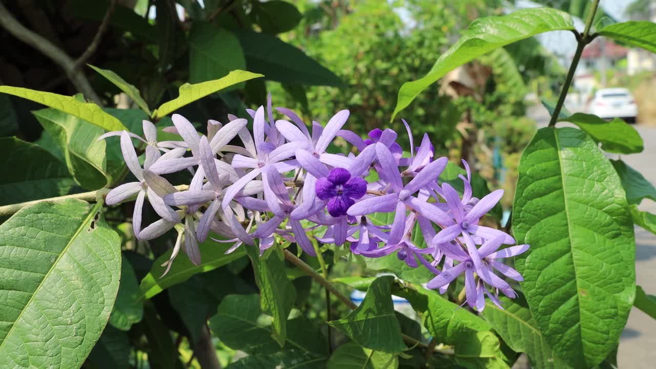 束紫花沙纸藤，皇后花环，Petrea volubilis视频素材