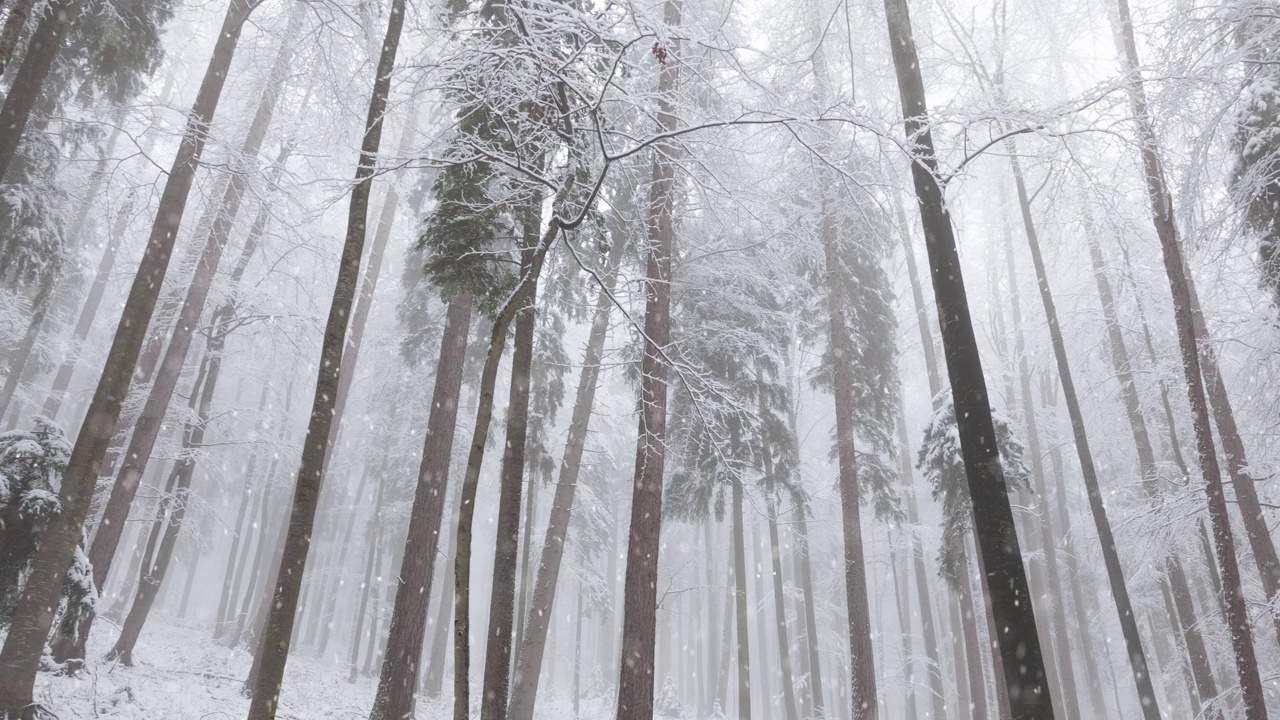 可爱的雪落在山上冬季雾蒙蒙的森林景观。视频素材