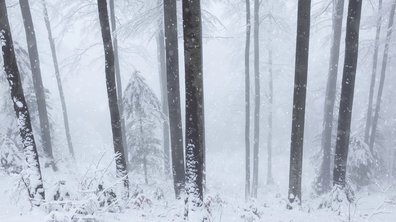 神奇的雪花飘落在冬季雾蒙蒙的森林里童话般的场景。视频素材