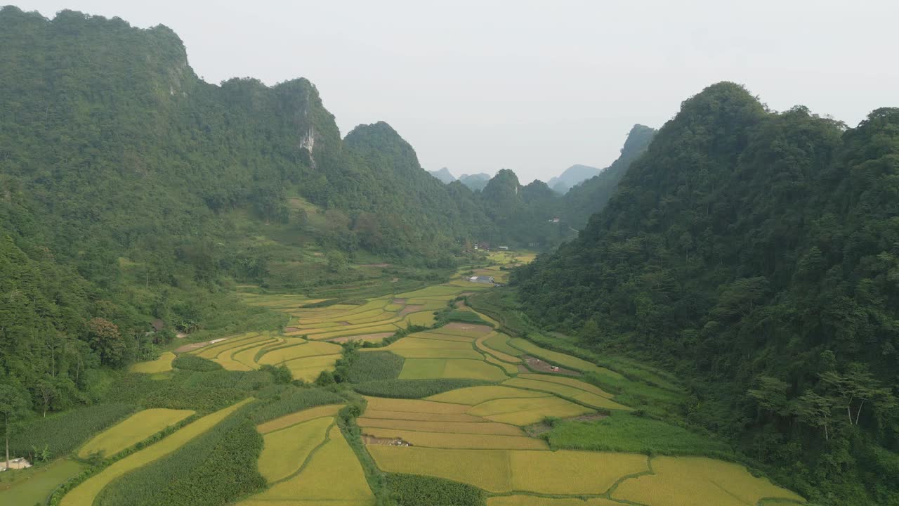 空中俯瞰新鲜的水稻梯田，绿色的农田在农村或农村地区曹邦，山丘陵山谷在亚洲，越南，中国边境。自然景观背景。视频素材