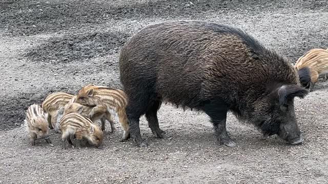 家庭野猪视频下载