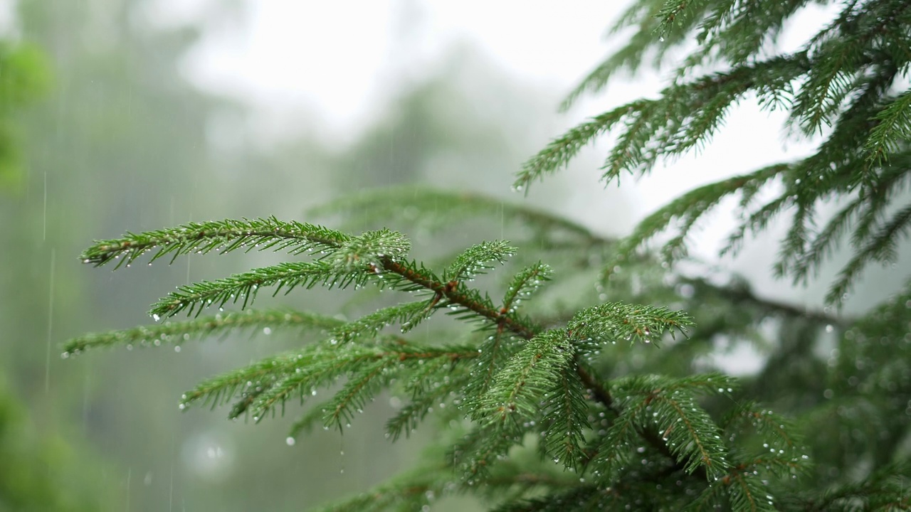 近距离看雨落在森林里的树叶上视频素材