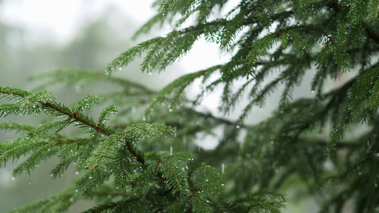 雨落在森林里的树叶上视频素材