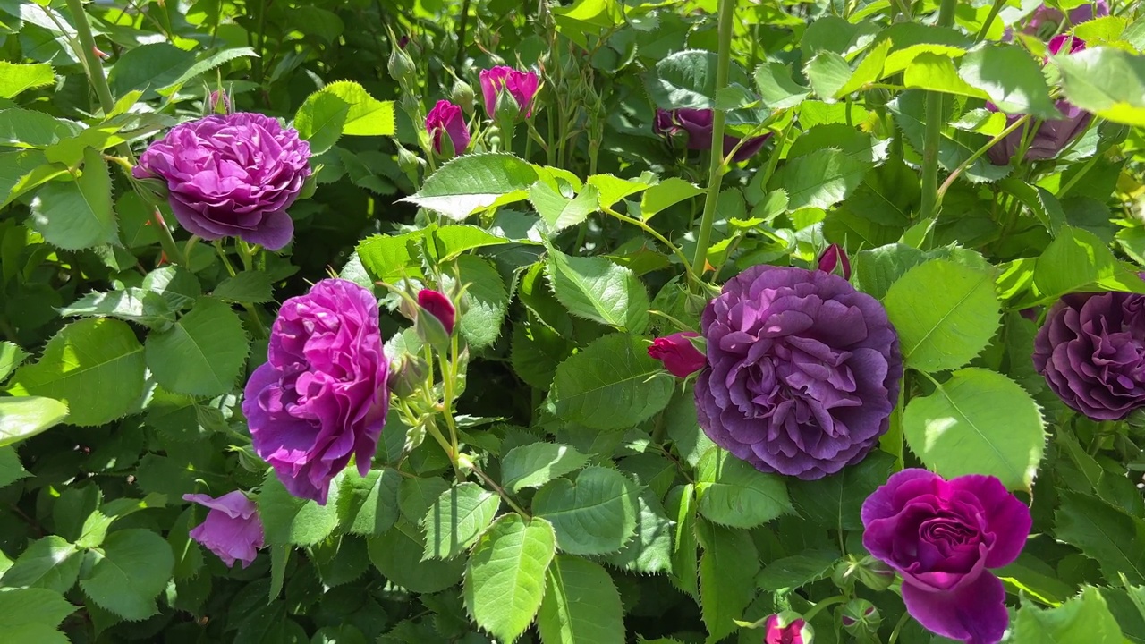 花园里的玫瑰盛开着粉红色、紫色的花朵和花蕾。视频素材