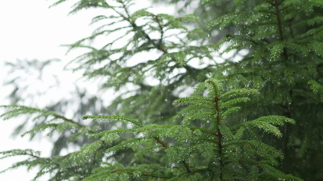 雨落在森林里的树叶上视频素材